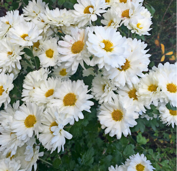 Auch fr die erprobten, recht winterharten Sorten der Chrysanthemen, die in den Staudengrtnereien erhltlich sind, ist das Frhjahr die beste Pflanzzeit.