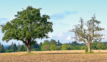  Unterschiedliche Vitalitt von Birnensorten 