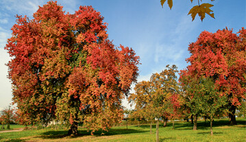  Prchtige Herbstfrbung der Karcherbirne 