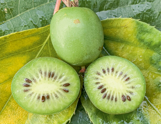  Unbehaart, aber ansonsten der normalen" Kiwi sehr hnlich 