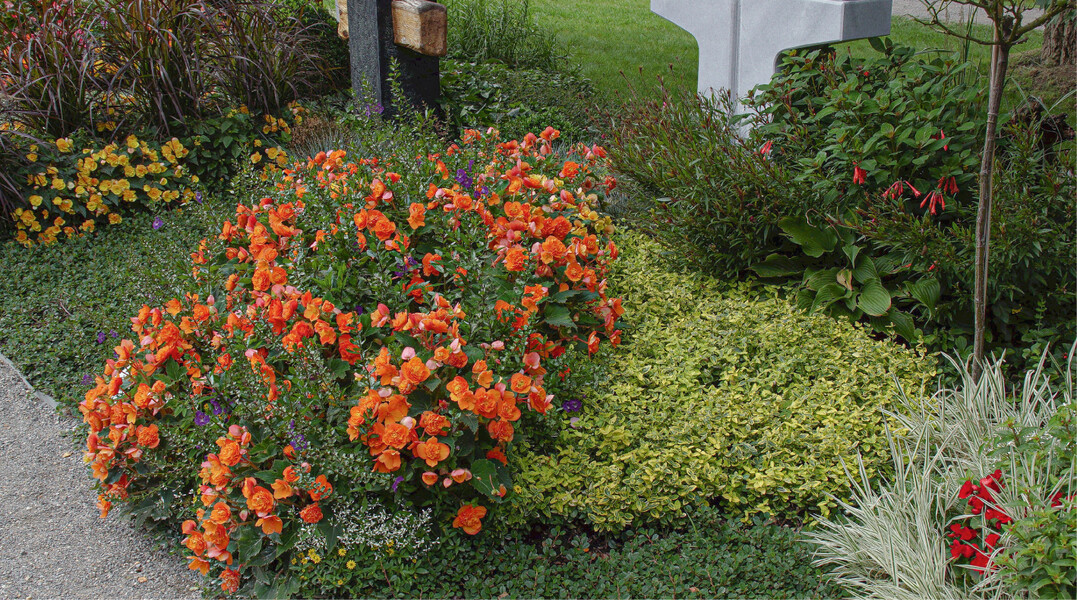 In kräftigen Farben blühen die unverwüstlichen Knollenbegonien den ganzen Sommer hindurch