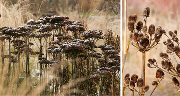 Der Winter muss keine triste Zeit im Staudenbeet sein. Sedum (l.) und Eryngium (r.) sind z. B. auch vertrocknet ein Blickfang