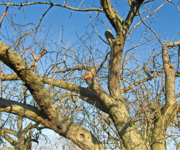 Neben dem Pflanzen neuer Streuobstbume ist der Erhalt bestehender Altbume dringend erforderlich. Bis ein junger Apfelbaum die Assimilationsleistung eines grovolumigen Baumes erreicht, vergehen mindestens 20 Jahre. Mehrjhrig vernachlssigte Obstbume knnen mit fachgerechtem Rckschnitt vitalisiert oder zumindest entlastet werden.