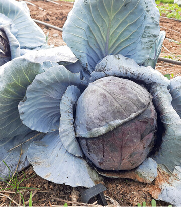Rotkohl vertrgt zwar leichte Frste, sollte aber keinesfalls gefroren geerntet werden, denn aufgetaut wird das Gemse matschig.