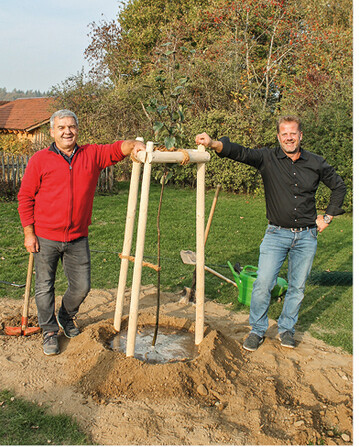 Franz Weiss und Alexander Ego pflanzen den ‘Jakob Fischer’-Urbaum-Klon im OMD Krnbach.