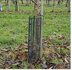 Zum Schutz gegen Verbiss und Beschädigungen durch Mähgeräte eignen sich vor allem Manschetten oder Spiralen aus Kunststoff.