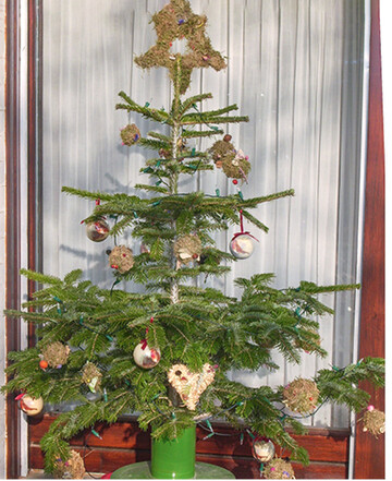 Obst & Garten-Leserin Helga Straub (OGV Vaihingen) hat ihren Weihnachtsbaum, angeregt durch einen Tipp in O&G, mit Mooskugeln geschmckt