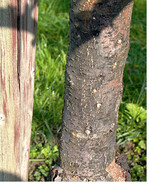 Jungbäume sind anfällig für Holzschädlinge. Kontrollieren Sie die Holzkörper der Bäume auf runde Ausbohrlöcher. Oftmals befindet sich an den Austrittsstellen weißes Bohrmehl durch die Fraßschäden von Insekten-Raupen.