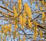 Haselkätzchen waren früher Bestandteil von Grippetee-Mischungen
