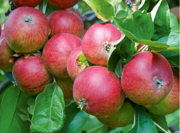  Auch die Sorte Roter Trierer Weinapfel ist ein guter Weihnachtsapfel. Die kleinen Streuobst-Frchte eignen sich nicht nur als Mostpfel, sondern auch als Christbaumschmuck. 