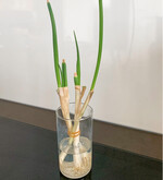 Bundzwiebeln in Wasser bewurzelt zeigen schnell wieder Blattgrün. Ingwer, Kurkuma und Galgant  aus diesen Knollen lassen sich mit etwas Geduld ebenfalls Pflanzen ziehen. Sie sind zunächst als Topfpflanze zu pflegen  bis zum Sommer bzw. Herbst des folgenden Jahres lassen sich wieder Knollen ernten.