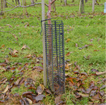 Stammschutzvorrichtungen aus Kunststoff oder Draht schützen den Stamm und sollten nicht zu kurz sein, bei Hochstämmen nicht weniger als 1,50 m. Es ist auch zu beachten, dass sich bei einer Schneeauflage die Größenverhältnisse verschieben.