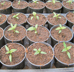 Hier zu sehen sind Paprikajungpflanzen, frisch in den Topf pikiert. Die Anzucht der Gemüsepflanzen sollte nicht zu früh beginnen, da sich das negativ auf die Pflanzenqualität und somit das Anwachsen auswirkt. Kohlarten und Salate haben Anfang Februar, wärmeliebende Tomaten und Paprika erst Anfang März ihren ersten Sätermin.