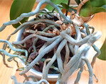 Die Wurzeln der Phalaenopsis brauchen Luft und spezielles Substrat