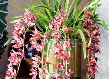 Die Bltter von Cymbidium erinnern an Schmucklilienbltter
