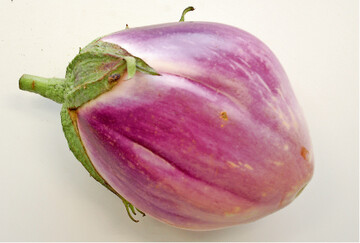 Neben Tomaten drfen Auberginen im mediterranen Kchengarten nicht fehlen. Die Auberginensorte Sfumata (siehe Bild) sieht nicht nur attraktiv aus, sondern schmeckt auch gut. Als Rotonda Bianca Sfumata bildet sie runde, helle, zu rosa berlaufende Frchten. Sie haben festes Fruchtfleisch mit wenig Samen und gutem Geschmack. Die Sorte Violetta di Firenze ist eine alte, samenfeste italienische Sorte mit oben abgeflachten Frchten, violett in hellblau gefrbt, und einer weien Flche unter dem Fruchtansatz.