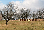 Bienenkästen dürfen in Obstwiesen stehen