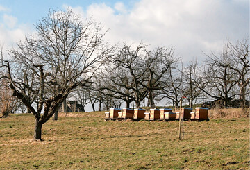 Bienenksten drfen in Obstwiesen stehen