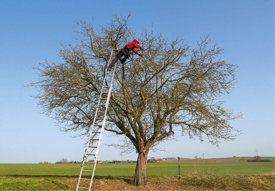 Hufig im Rahmen einer fachgerechten Pflege von Altbumen durchgefhrt: die baumschonende Bearbeitung der Kronenperipherie mittels Leiter und Seilklettertechnik