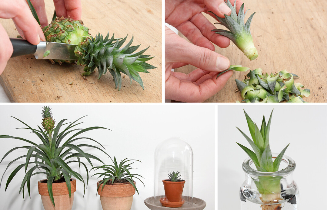 v.l.n.r.: Schopf mit ein wenig Fruchtansatz abschneiden. Fruchtreste und untere Bltter entfernen. Bis zur ausgewachsenen Zierananas vergehen Jahre. Wurzeln knnen sich auch im Wasserglas bilden