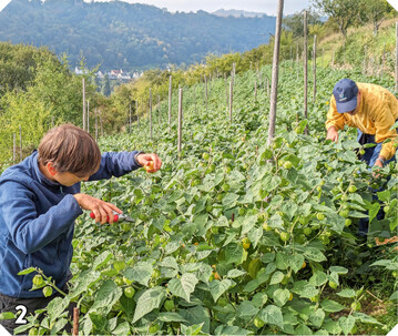 Die Ernte der <em>Physalis </em>erfolgt mit einfachen Garten-Handscheren