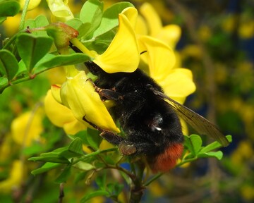 Hummeln und andere Wildbienen sind als Bestuber enorm wichtig.