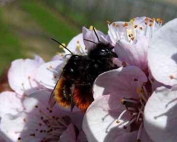 Die Gehrnte Mauerbiene (Osmia cornuta, hier auf einer Aprikosenblte) gehrt zu den schtzenswerten Bestuberinsekten.