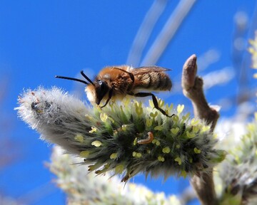  Insektenschutz: Bundesregierung muss ihr eigenes Aktionsprogramm endlich umsetzen 