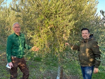 Michael Becker und Bastian Jordan im nrdlichsten Olivenhain kurz vor dem ersten Test, das nrdlichste Olivenl der Welt zu pressen.