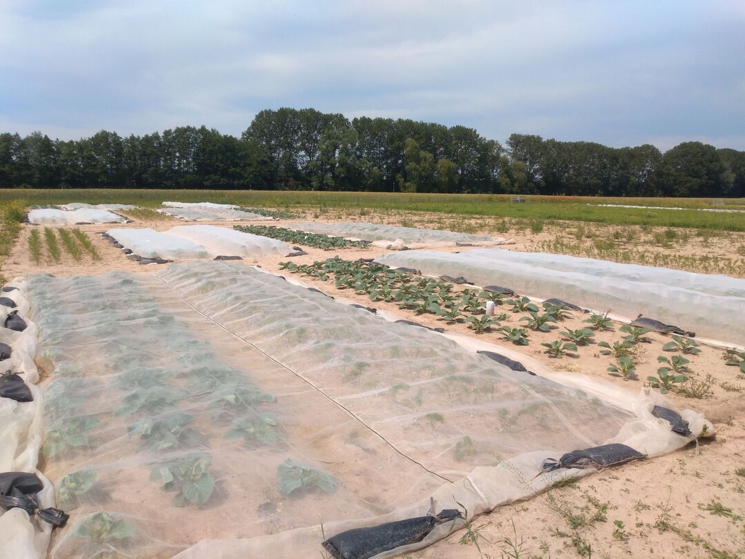 Anbauversuche verschiedener Gemüsekulturen unter Insektenschutznetzen im Projekt OPTINET.
