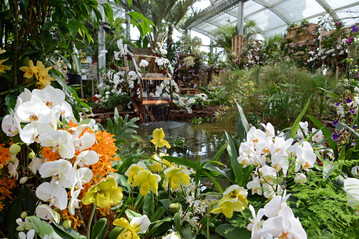 Orchideenschau vom 20. Mrz bis 3. Mai 2020 auf der Insel Mainau