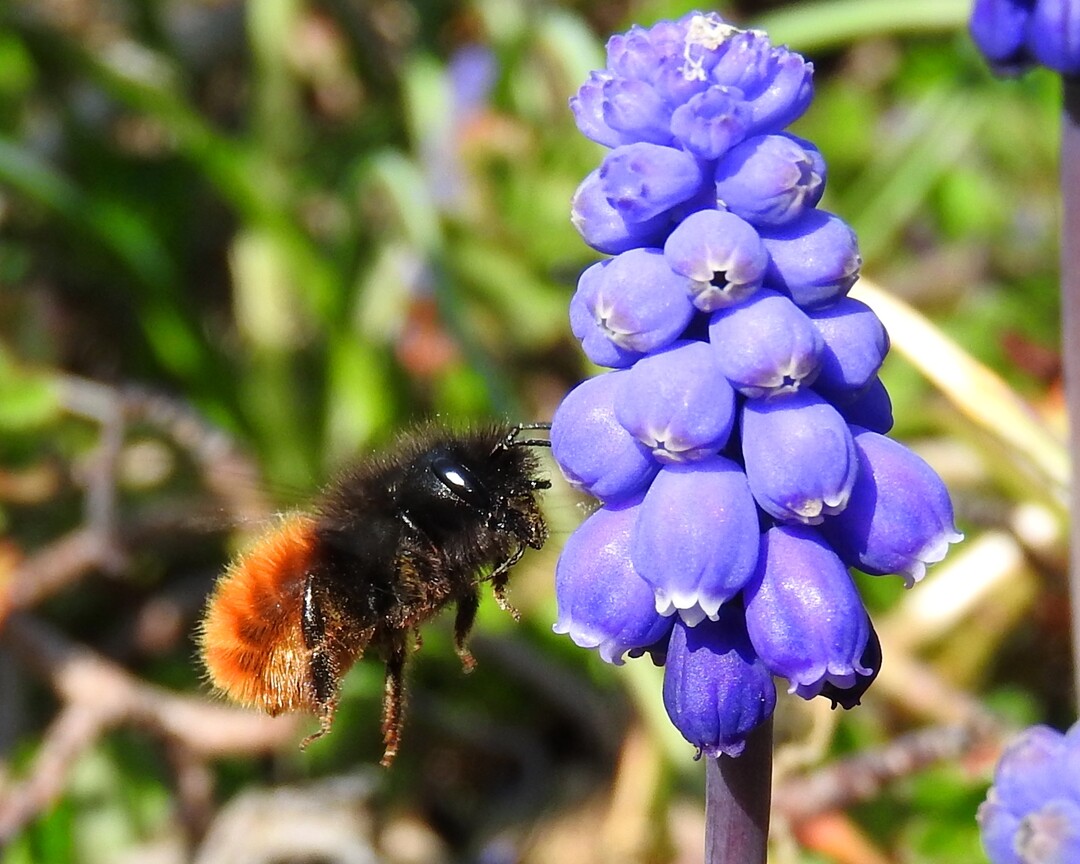 Die Gehrnte Mauerbienen bestubt Kirschblten viel effizienter als Hummeln und Honigbienen