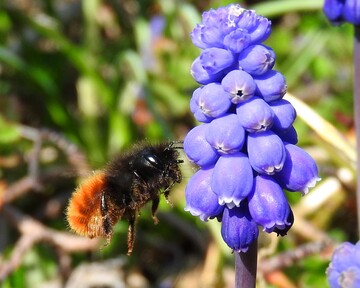 Die Gehrnte Mauerbienen bestubt Kirschblten viel effizienter als Hummeln und Honigbienen