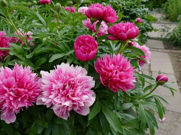 Pfingstrose P. officinalis Rosea Plena