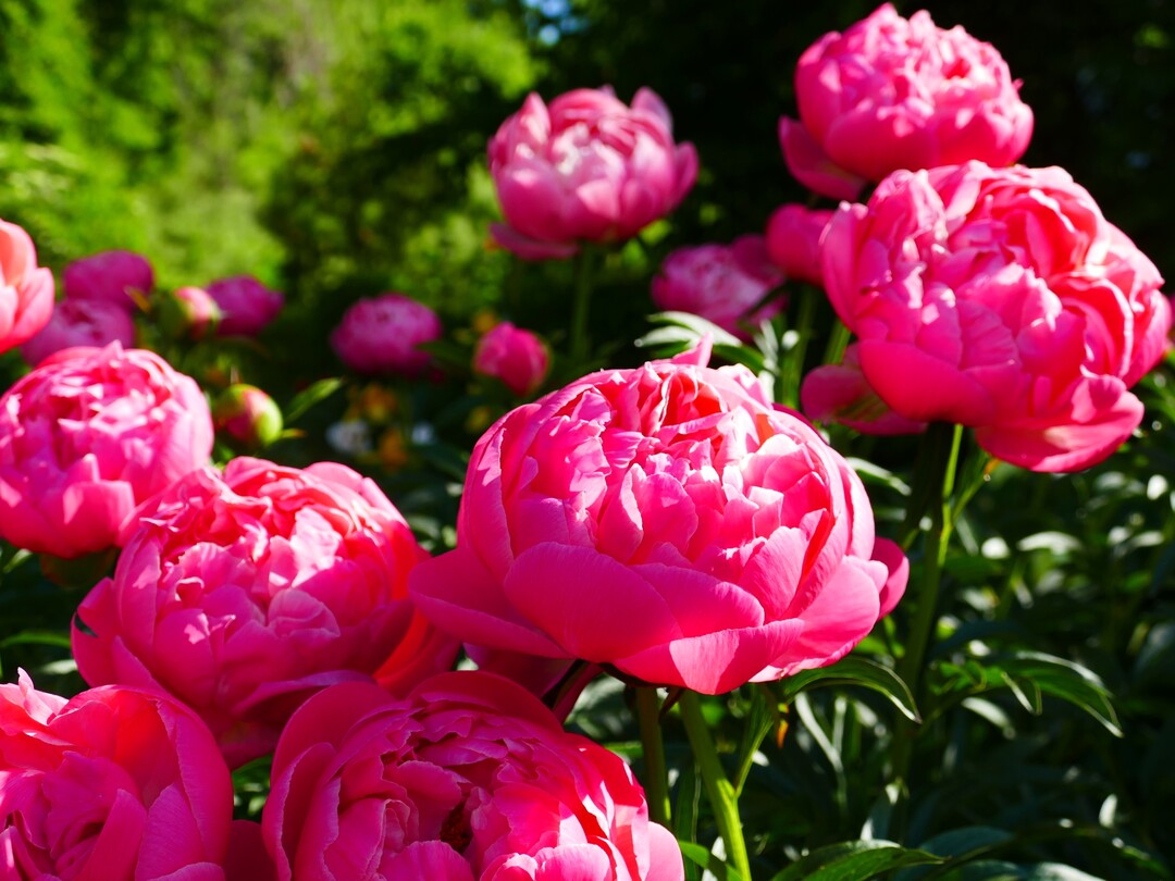 Die Sorte "Paeonia Pink"