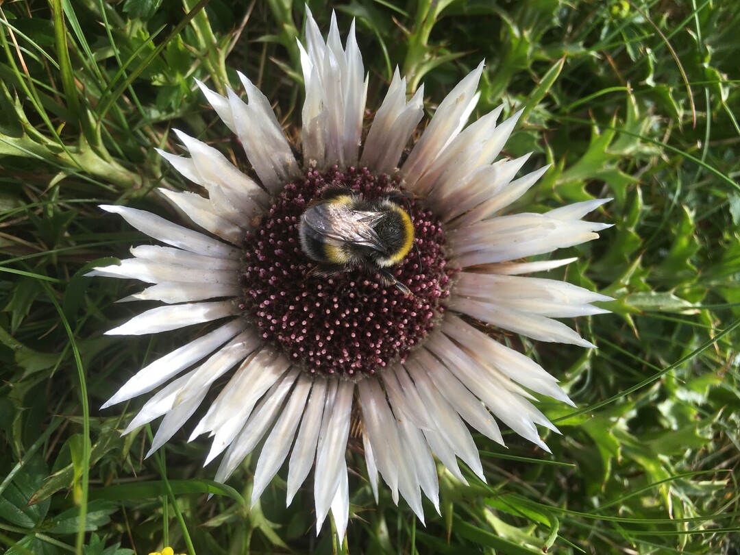Eine Helle Erdhummel (Bombus lucorum) besucht eine Distel am Kreuzeck, Garmisch-Partenkirchen