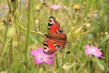 Allein in Deutschland gibt es rund 33 000 Insektenarten