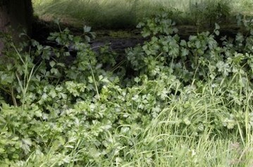 Wildsellerievorkommen in Deutschland
