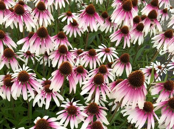 Mit einem dichten Flor aus zartrosa Schirmchen begeistert Echinacea "Pretty Parasols"