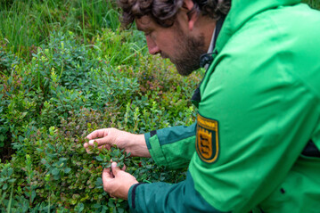 Ein Schwarzwald-Ranger bei der Heidelbeerkontrolle