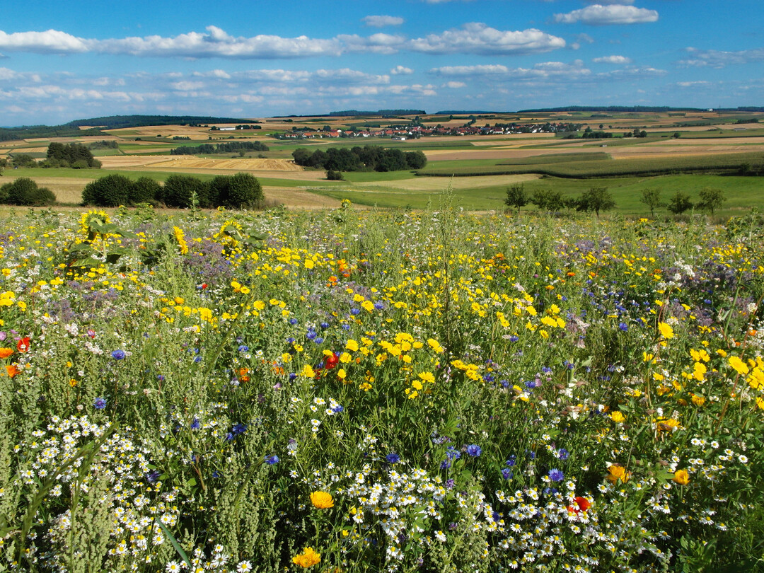 Initiative Bunte Wiese Stuttgart wirbt fr mehr Unordnung