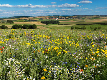  Das Nahrungsangeboten fr Insekten in der Agrarlandschaft soll verbessert werden. 