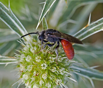 Ursachen fr Insektensterben und Artenschwund sind auf Landschaftsebene zu finden