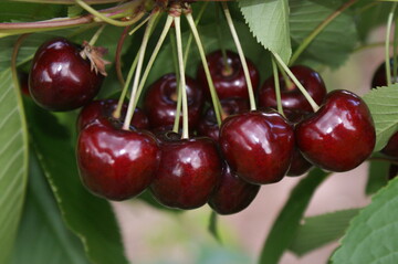 Kirschen schmecken nicht nur richtig lecker, sie sind auch noch kalorienarm