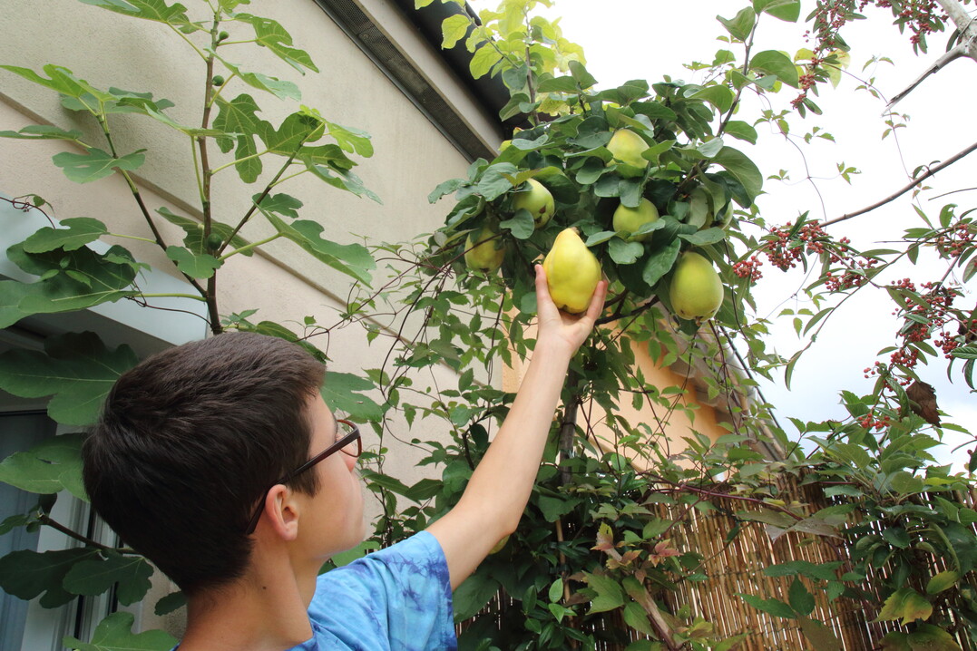 Quittenernte auf dem Balkon