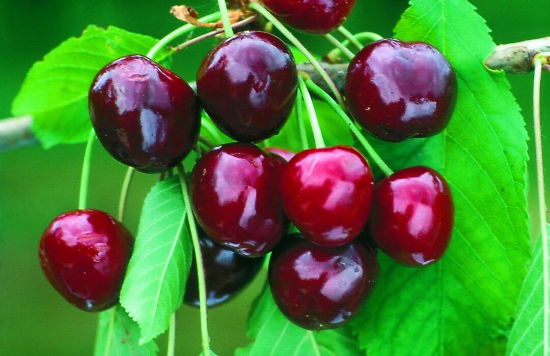 Die App CHERRY HARVEST SIZE gibt Tipps zum Erntetermin von Süßkirschen
