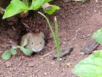 Die Rötelmaus (Myodes glareolus) ist der hauptsächliche Überträger des Hantavirus