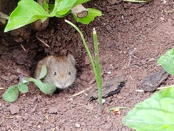 Die Rtelmaus (Myodes glareolus) ist der hauptschliche bertrger des Hantavirus