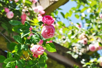 Ramblerrose "Raubritter" eroberte die Herzen der Besucherinnen und Besucher
