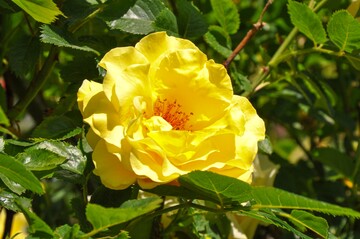 Strauchrose "Lichtknigin Lucia" gewinnt die Wahl